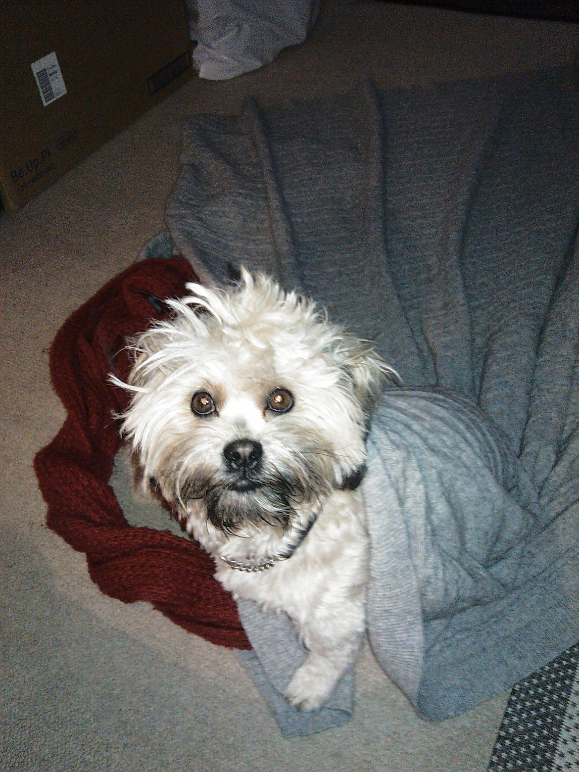 Shih tzu Tinka billede 23