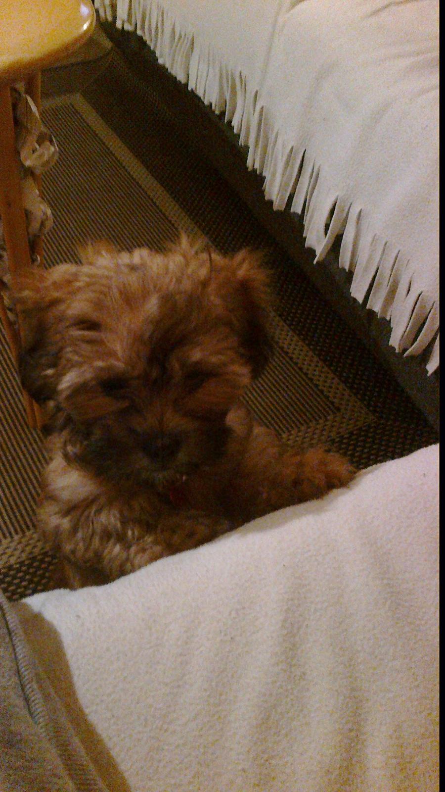 Shih tzu Tinka billede 24