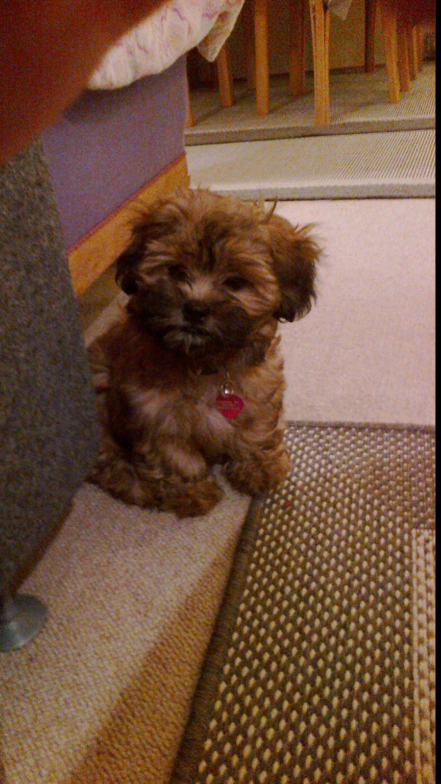 Shih tzu Tinka billede 25