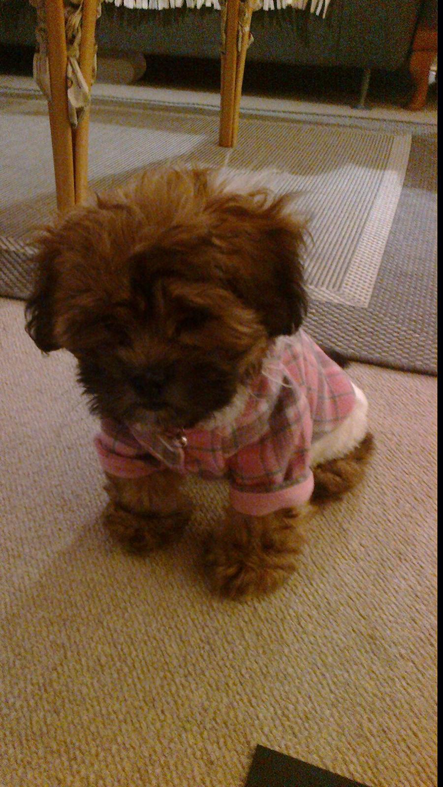 Shih tzu Tinka - nnurh min lille prinsesse fik en jakke på det var hun ikke meget for hehe :) billede 26