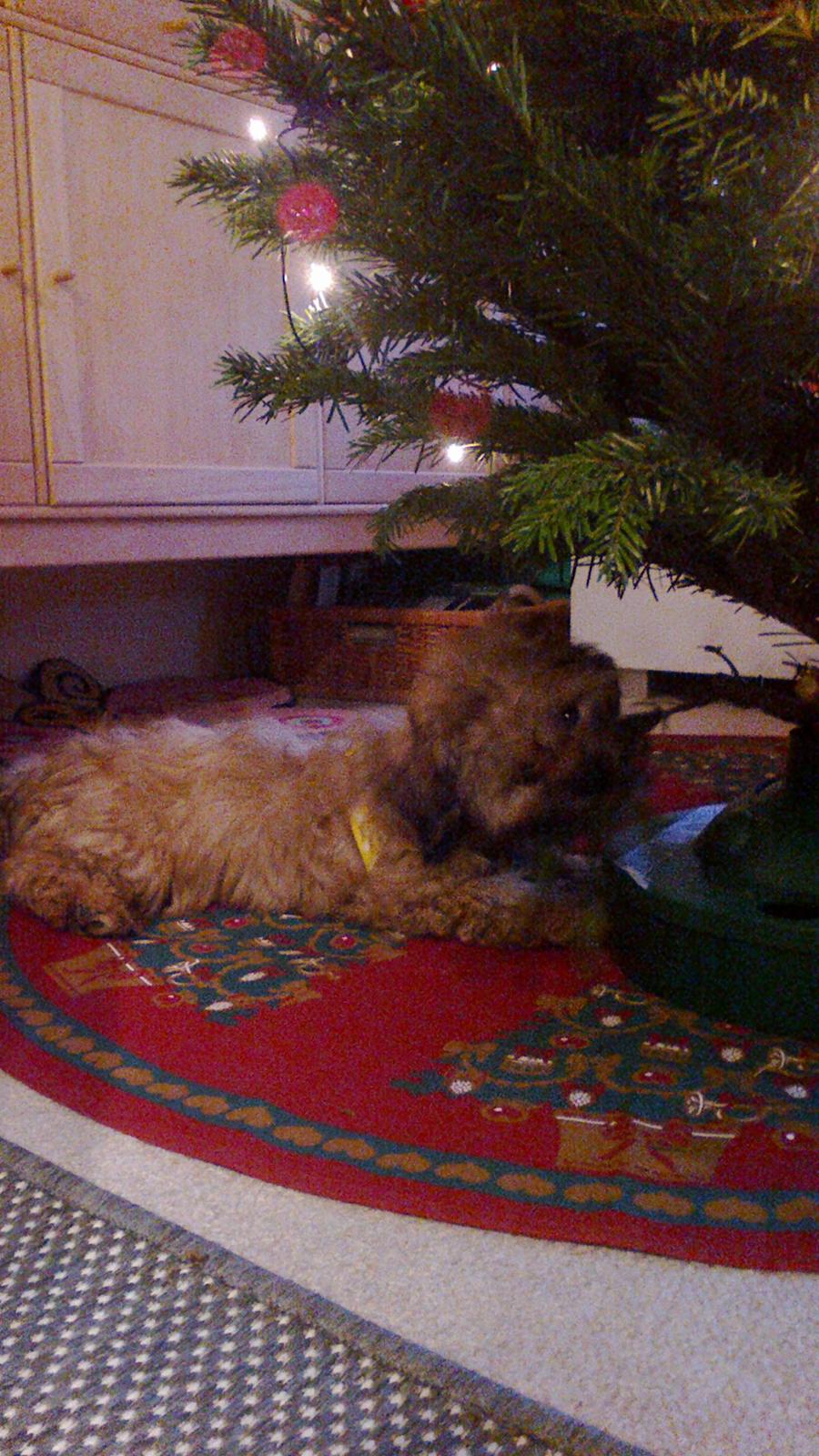 Shih tzu Tinka - mmh det smager godt det juletræ :D  billede 27