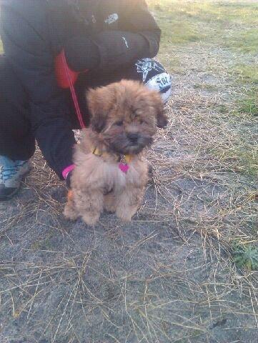 Shih tzu Tinka billede 28