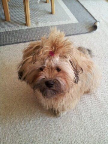 Shih tzu Tinka billede 29