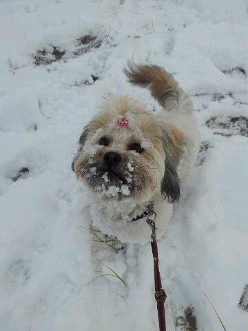 Shih tzu Tinka billede 30