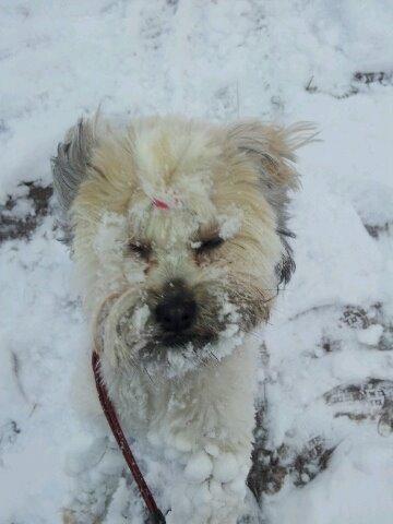 Shih tzu Tinka billede 31