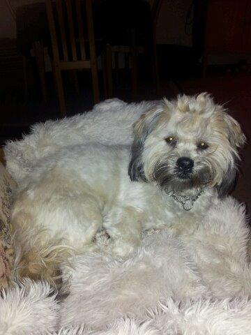 Shih tzu Tinka billede 32