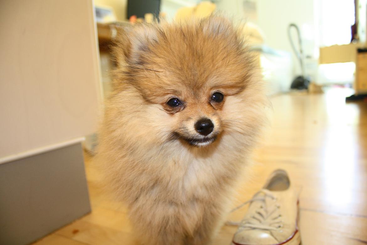 Pomeranian Topsy's Lucky billede 10