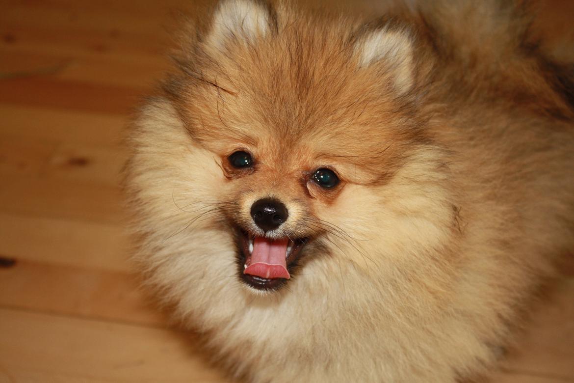 Pomeranian Topsy's Lucky billede 11