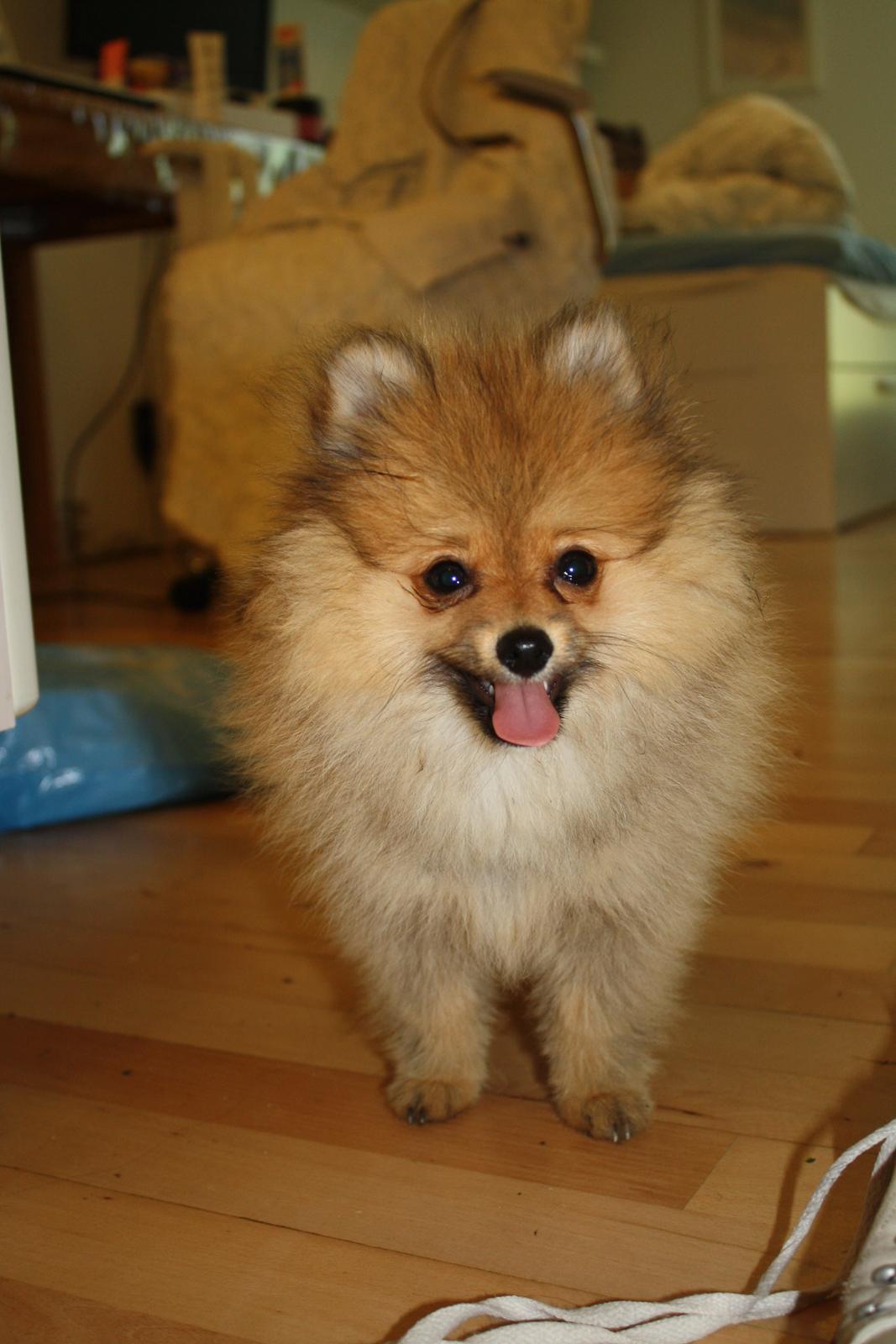 Pomeranian Topsy's Lucky billede 12