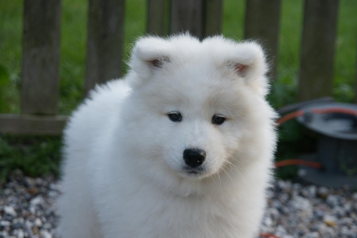 Samojedhund White Samara's Cool Chessie - 9 uger gammel billede 2