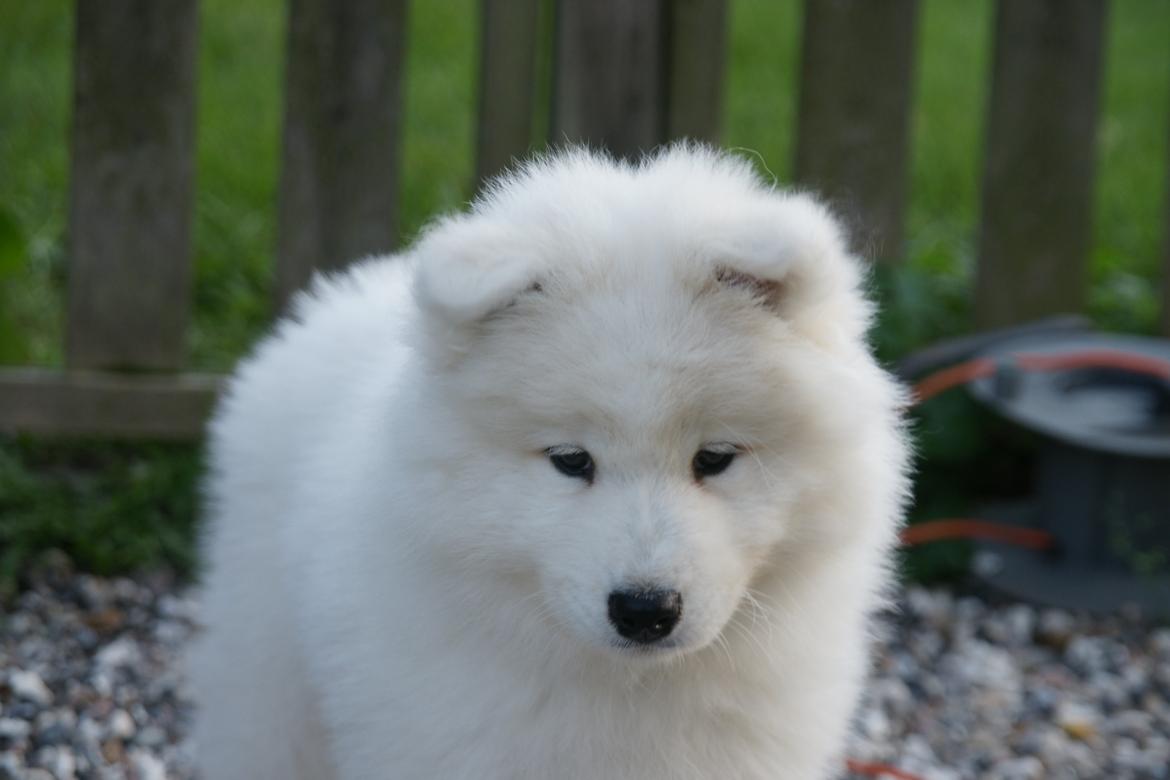 Samojedhund White Samara's Cool Chessie - 9 uger gammel billede 7