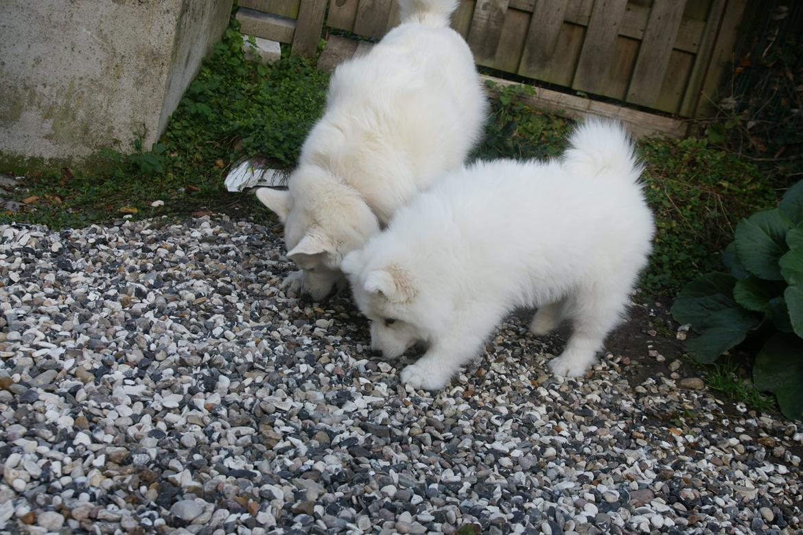 Samojedhund White Samara's Cool Chessie - Chessie sammen med sin 'storesøster' Luna. billede 3