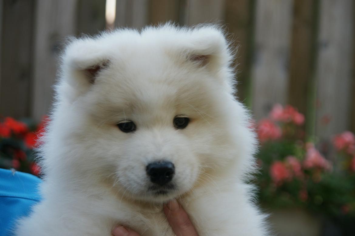 Samojedhund White Samara's Cool Chessie - 9 uger gammel billede 11