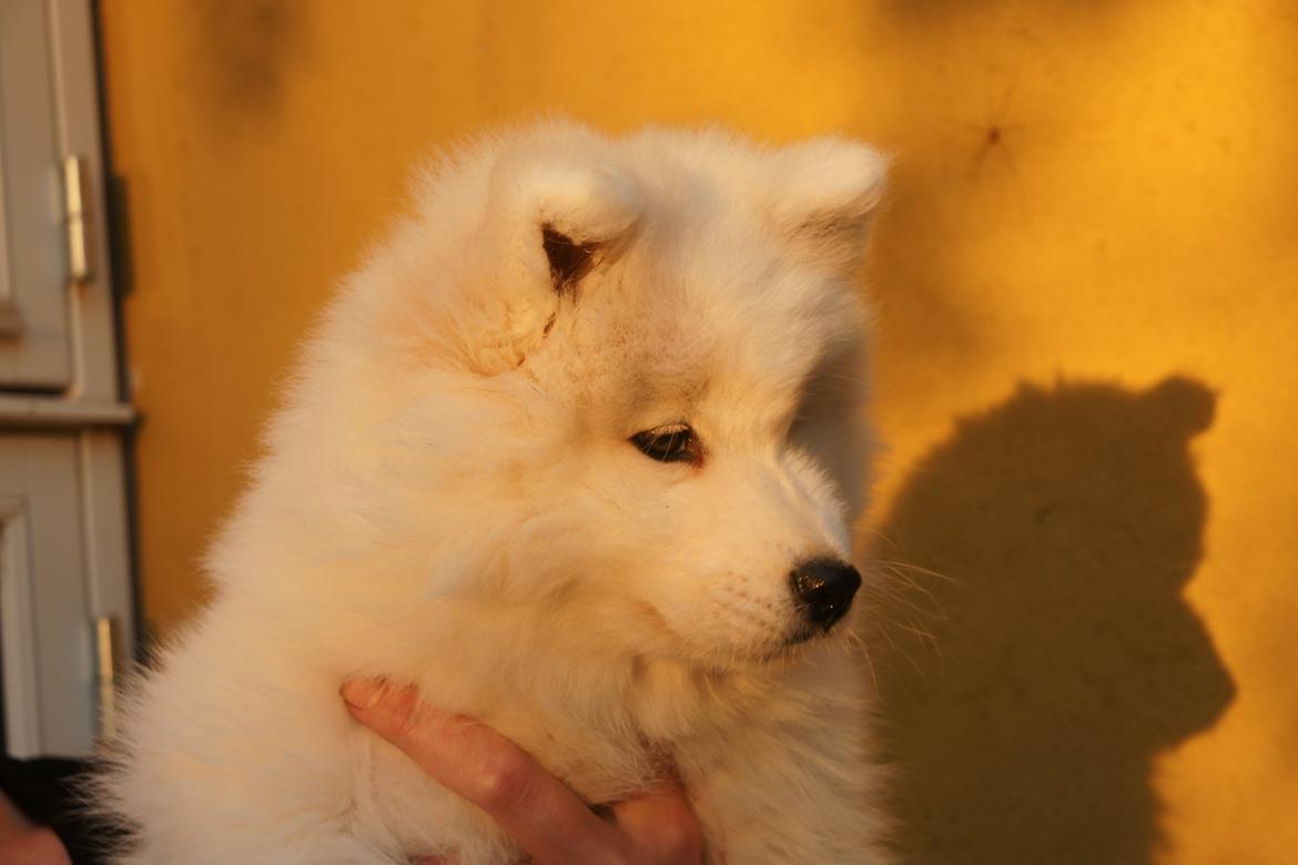 Samojedhund White Samara's Cool Chessie - 9 uger gammel, i aftensolen billede 12