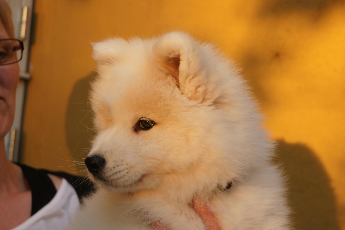 Samojedhund White Samara's Cool Chessie - 9 uger gammel billede 6