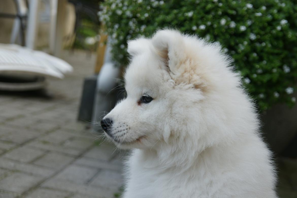 Samojedhund White Samara's Cool Chessie - 9 uger gammel billede 17