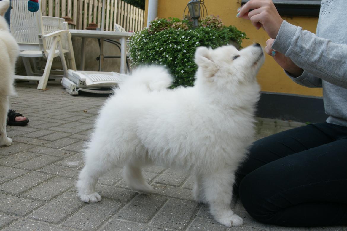 Samojedhund White Samara's Cool Chessie - 9 uger gammel, og er ved at lære at stå pænt billede 8