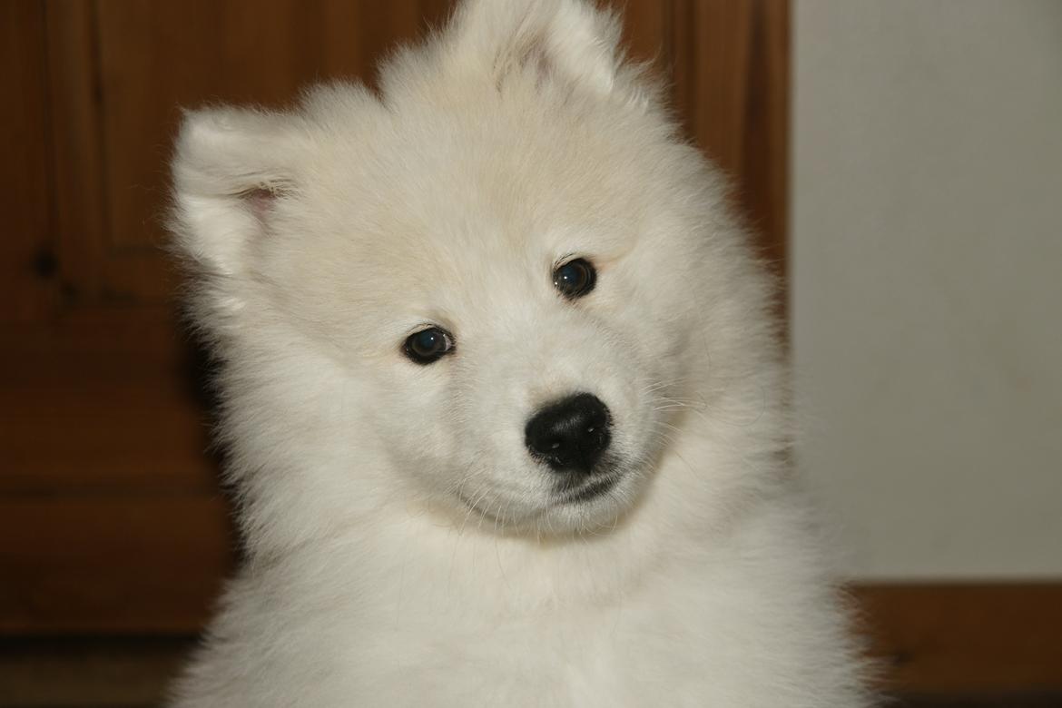 Samojedhund White Samara's Cool Chessie - 10 uger gammel, hun er allerede blevet så stor! billede 18