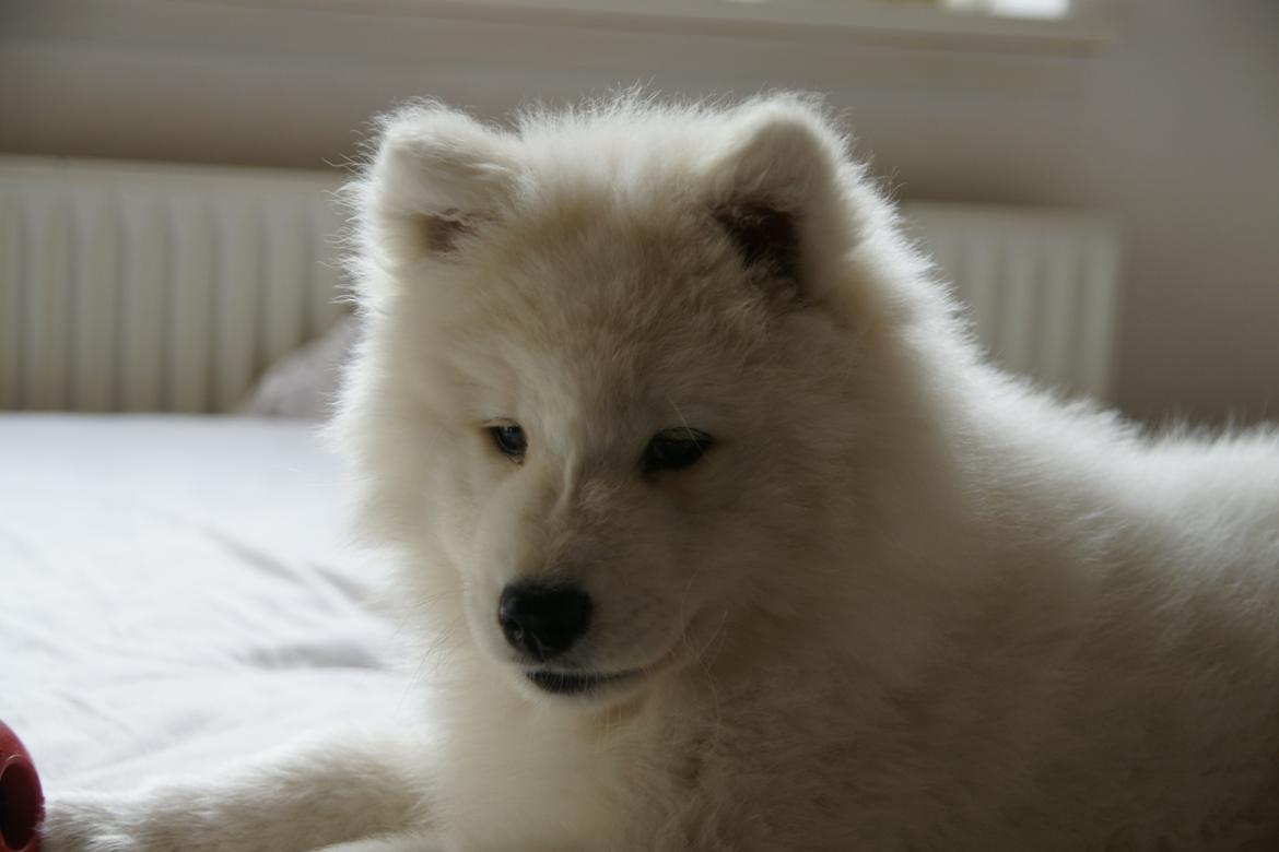 Samojedhund White Samara's Cool Chessie - 10½ uge gammel - her kan man rigtig se midterskilningen på snuden :-) billede 20
