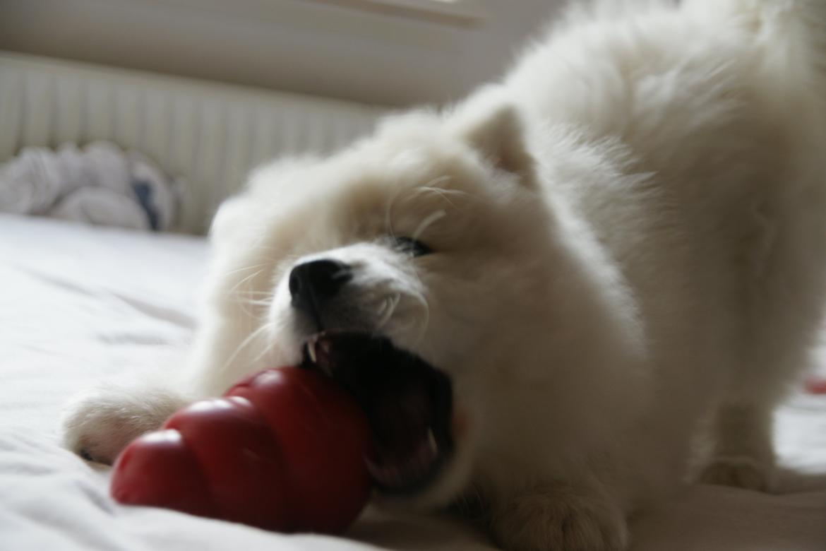 Samojedhund White Samara's Cool Chessie - Chessie har snuppet Kong fra Luna billede 22