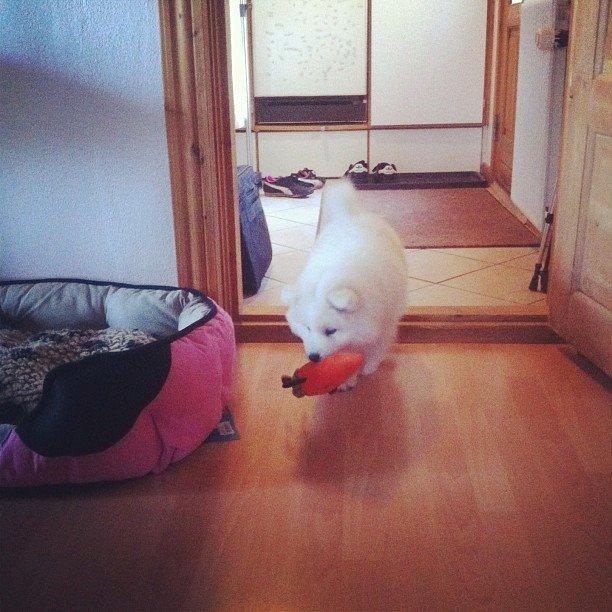 Samojedhund White Samara's Cool Chessie - Chessie er lige kommet hjem, og har fået sit første stykke legetøj. :D billede 13