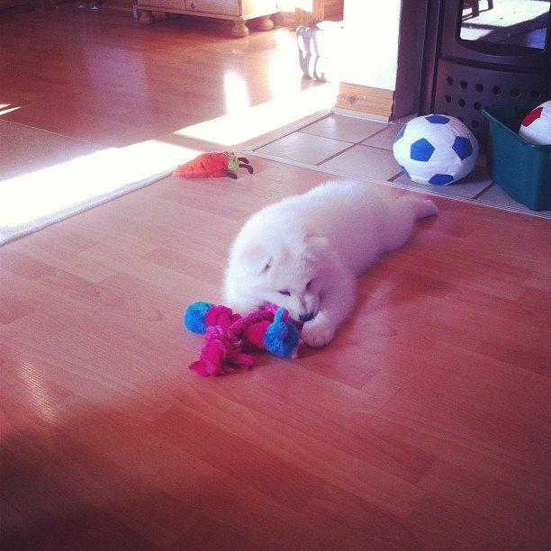 Samojedhund White Samara's Cool Chessie - Morgenlegetid, og savner sine søskende lidt. 8 uger - dagen efter vi fik hende hjem. billede 5