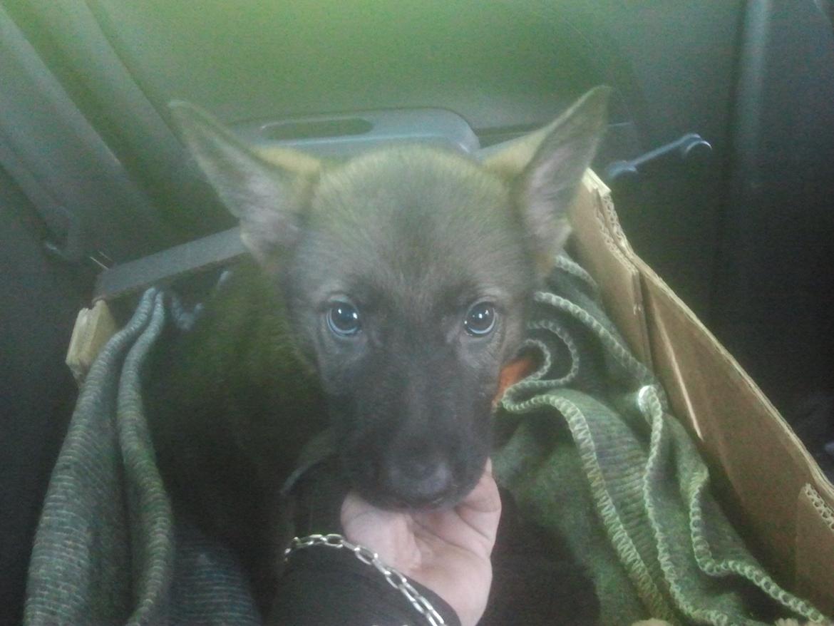 Schæferhund Jen-ager's Cantor aka Caos billede 6