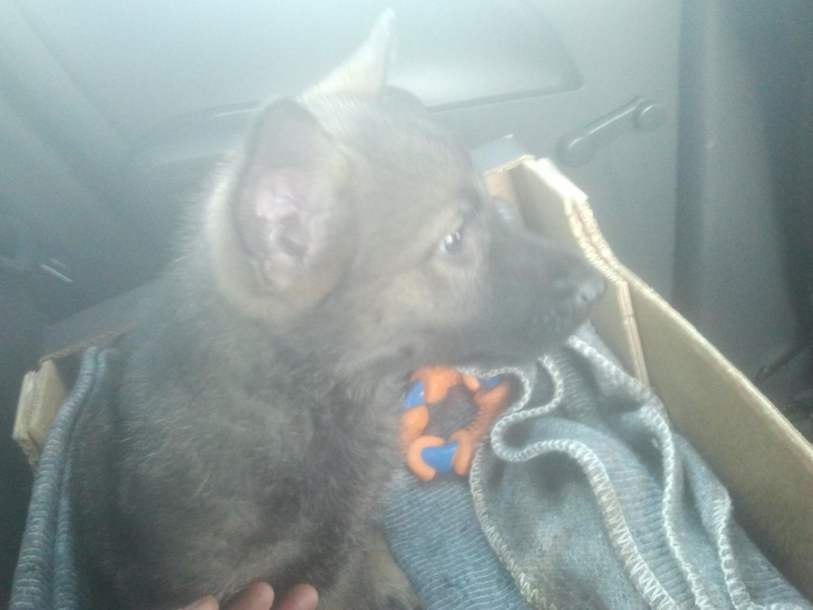 Schæferhund Jen-ager's Cantor aka Caos billede 7