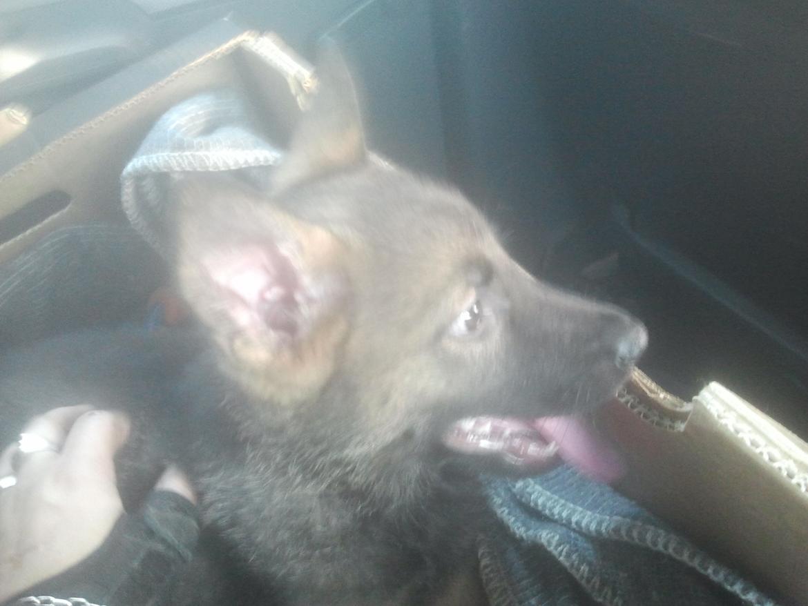 Schæferhund Jen-ager's Cantor aka Caos billede 9