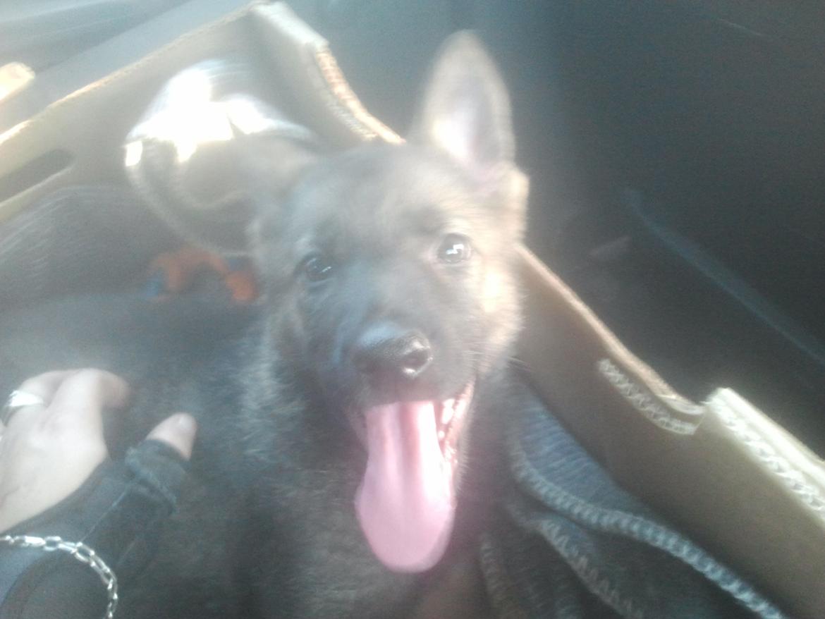 Schæferhund Jen-ager's Cantor aka Caos billede 8