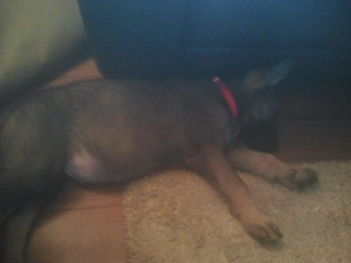 Schæferhund Jen-ager's Cantor aka Caos billede 10