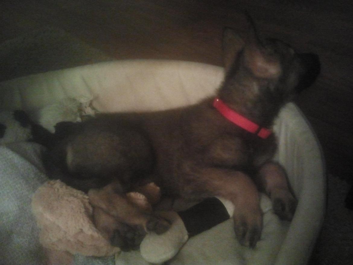 Schæferhund Jen-ager's Cantor aka Caos billede 11