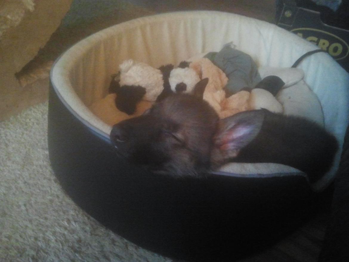 Schæferhund Jen-ager's Cantor aka Caos billede 12