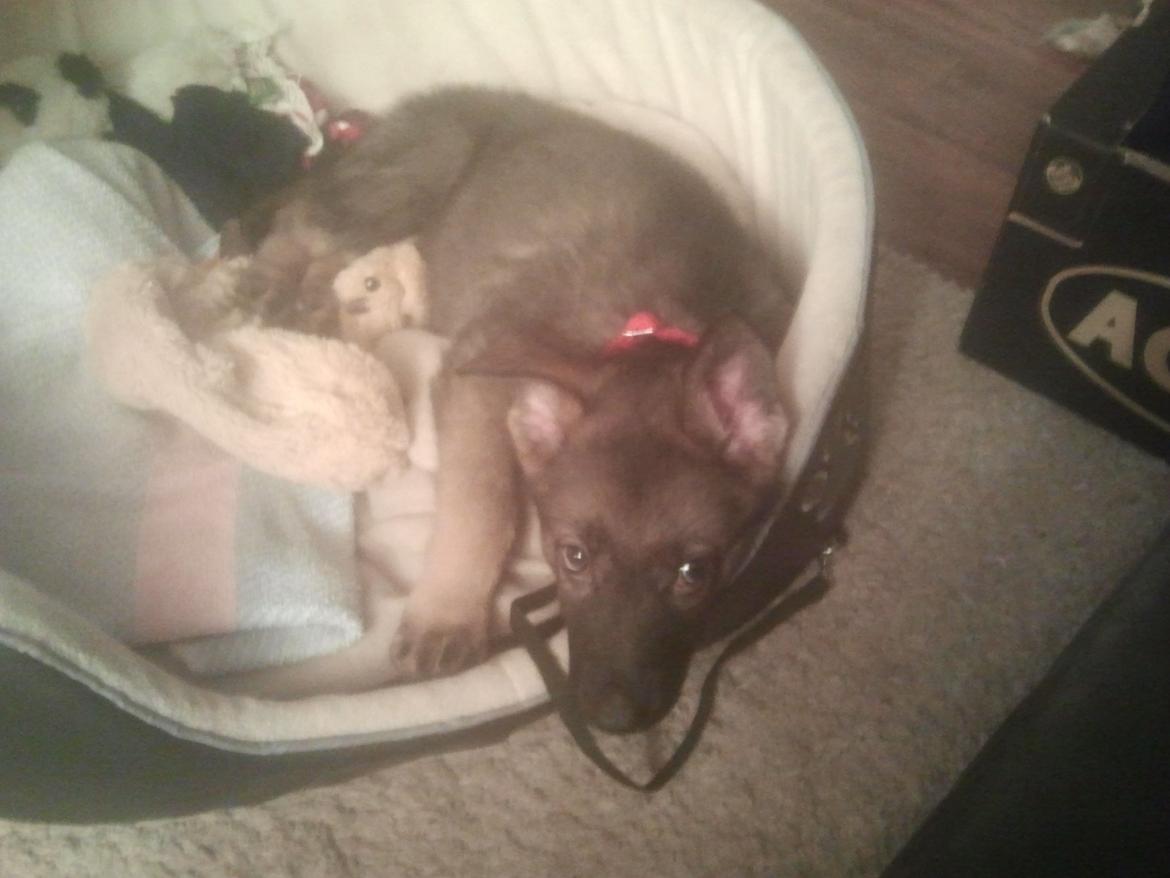 Schæferhund Jen-ager's Cantor aka Caos billede 13