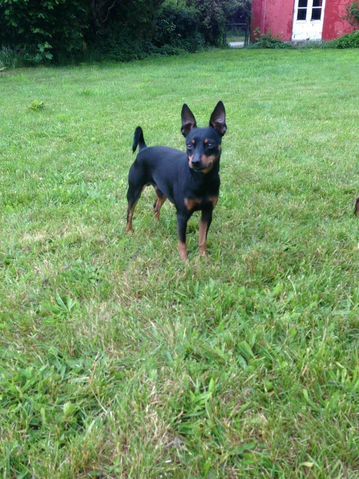 Dvaergpinscher Rødkildes Choko billede 1