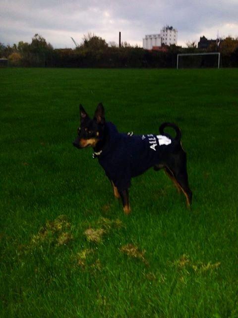 Dvaergpinscher Rødkildes Choko billede 2