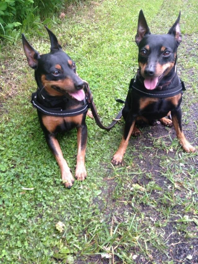 Dvaergpinscher Rødkildes Choko - et par dage efter de var flyttert hjem til mig billede 3