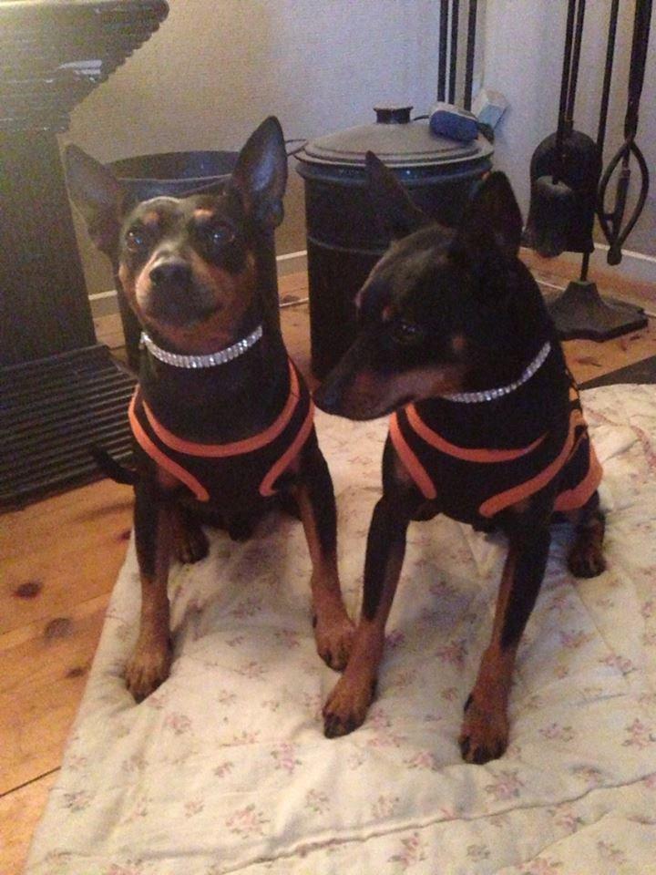 Dvaergpinscher Rødkildes Choko - Nyt tøj og halsbånd billede 4