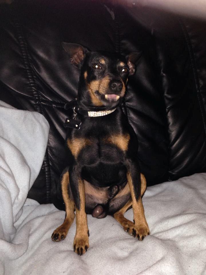 Dvaergpinscher Rødkildes Choko - flotte fyr billede 8