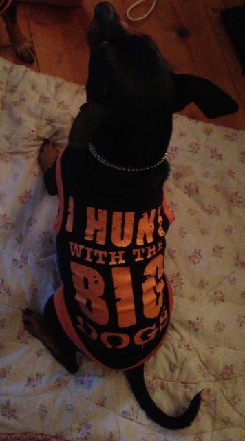 Dvaergpinscher Rødkildes Choko - nyt tøj billede 10