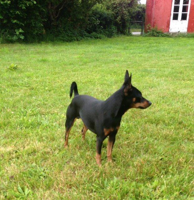 Dvaergpinscher Rødkildes Choko billede 11