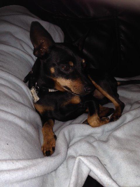 Dvaergpinscher Rødkildes Choko billede 12