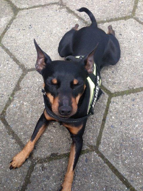 Dvaergpinscher Rødkildes Choko - choco kan sove på de mest underlige måder billede 14