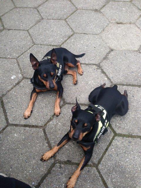 Dvaergpinscher Rødkildes Choko billede 15