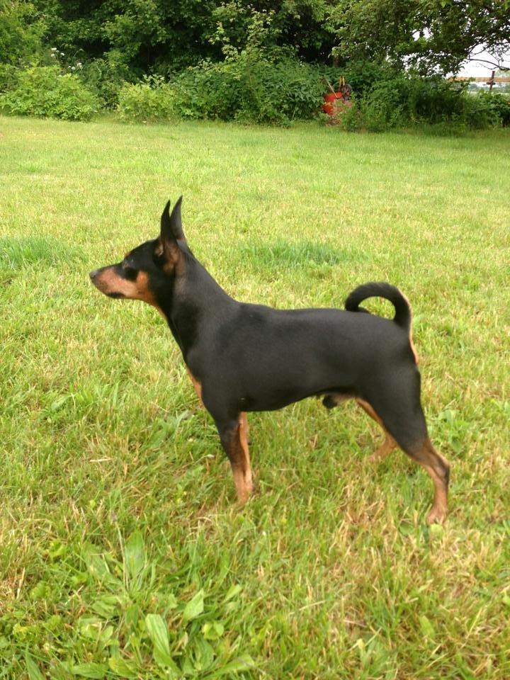 Dvaergpinscher Rødkildes Coco billede 1