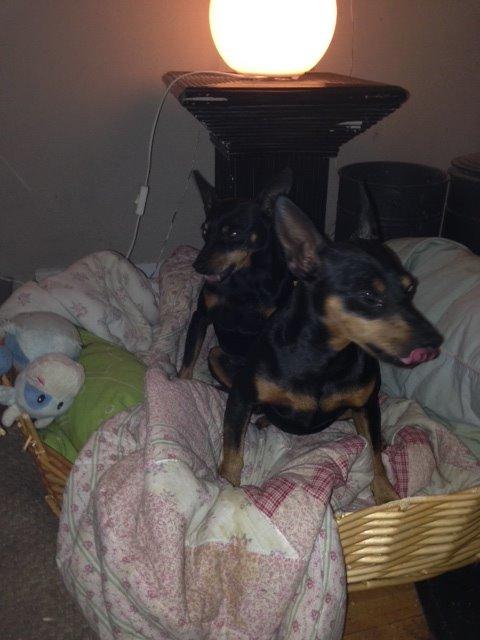 Dvaergpinscher Rødkildes Coco - Hygge med brormand Choko billede 2