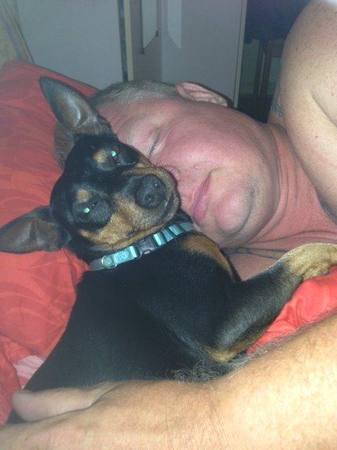 Dvaergpinscher Rødkildes Coco - passer på far.. billede 3