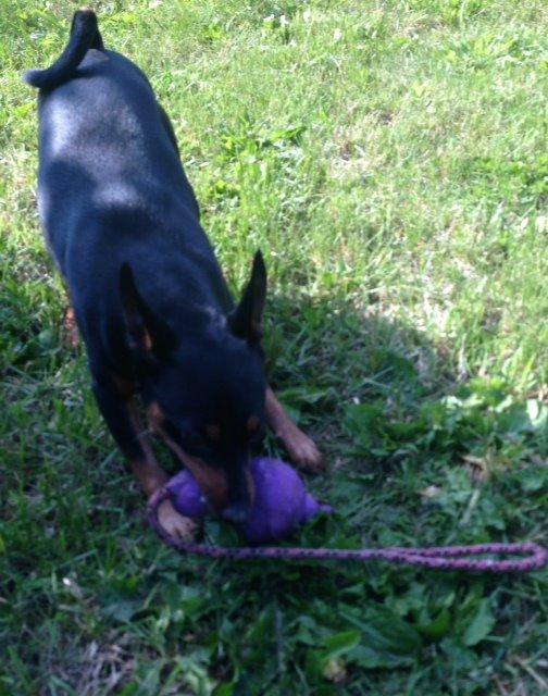 Dvaergpinscher Rødkildes Coco billede 4