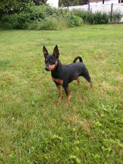 Dvaergpinscher Rødkildes Coco billede 5