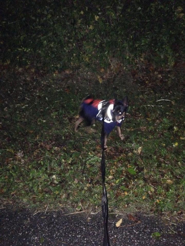 Dvaergpinscher Rødkildes Coco billede 6
